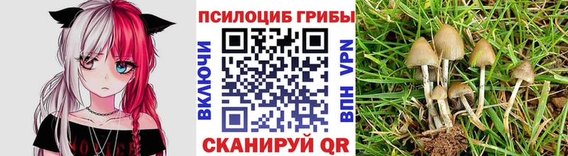 hydra tor  Венёв  Псилоцибиновые грибы Psilocybe  наркотики 